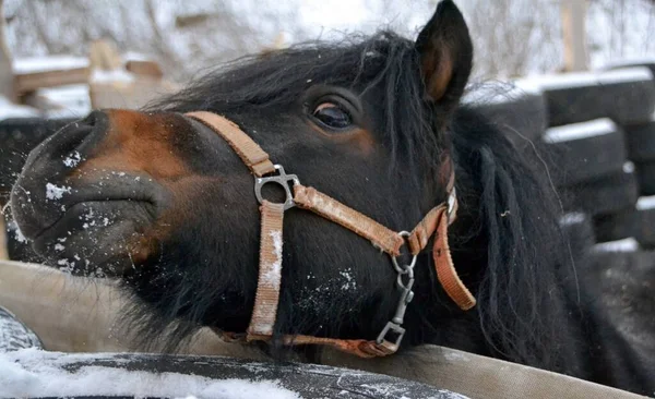 Portrait Funny Pony — Photo