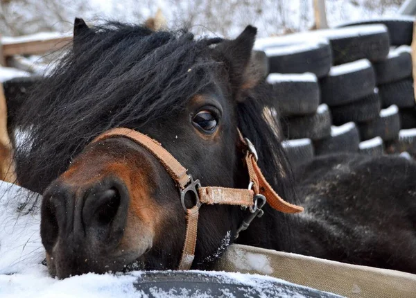 Érdekes Bay Pony Télen — Stock Fotó