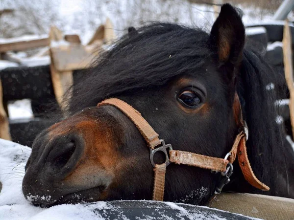 Kastanj Liten Ponny Vintern — Stockfoto