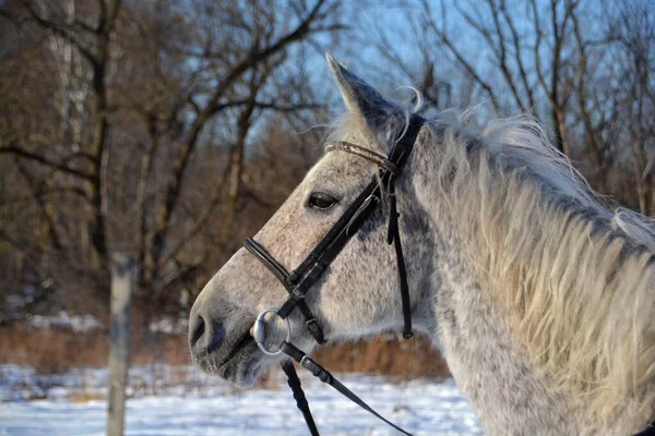 晴れた日には庭の灰色の馬 — ストック写真