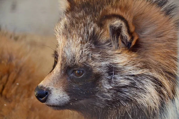 Furry Tvättbjörn Hund Närbild — Stockfoto