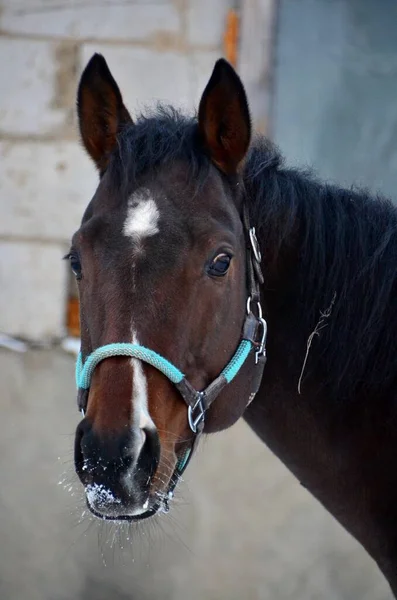 Portrait Cheval Baie Rayures Blanches — Photo