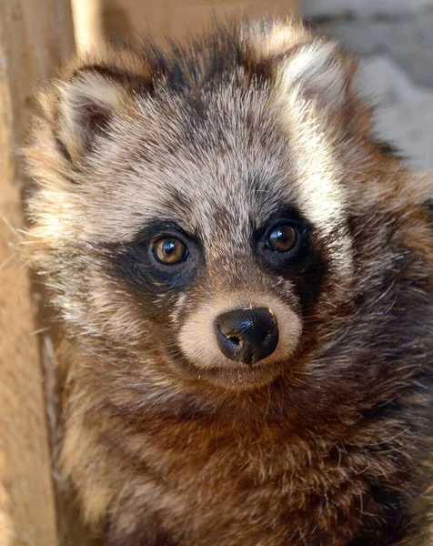 Mirada Sorprendida Perro Mapache — Foto de Stock