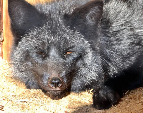 Parlak güneşte gümüş tilki