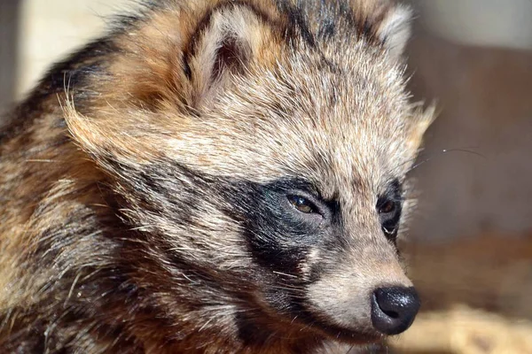 Cane Procione Strizzato Sole — Foto Stock