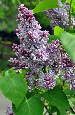 Dalda leylak kadife çiçekleri