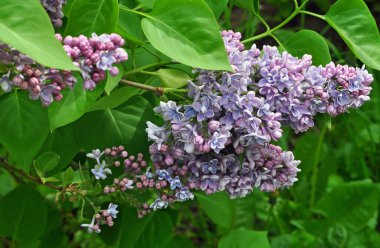 Yeşil yapraklarla çevrili leylak rengi.
