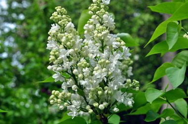 Güneşli bir günde beyaz kadife leylak tomurcukları