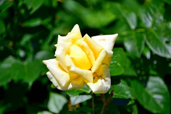 Žlutá Růže Zelené Větvi — Stock fotografie