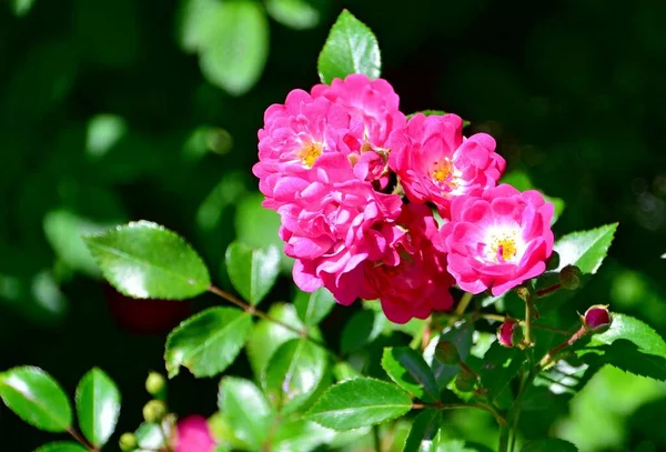 Bir dalda pembe güller