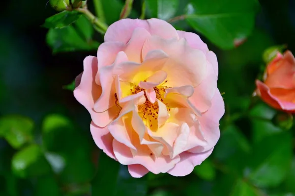 Růžová Žlutá Růže Slunečného Dne — Stock fotografie