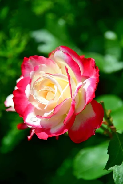 Güneşli bir günde kırmızı ve sarı gül