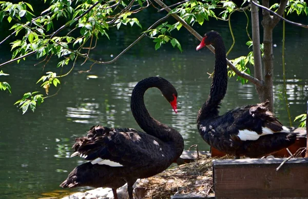 Gölette iki güzel siyah kuğu