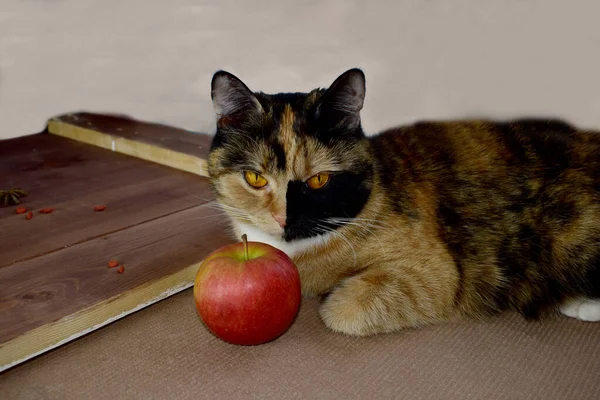 Gato Colorido Manzana Roja Con Especias Canela Una Mesa Madera Imágenes De Stock Sin Royalties Gratis