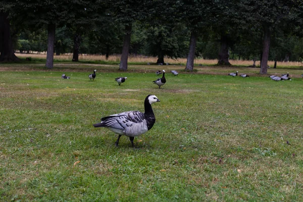 Vögel im königlichen Garten drottningholm, stockholm, schweden. 02.08.2016 — Stockfoto