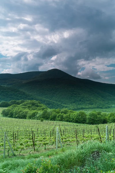 Abrau-Durso wijngaarden in. Krasnodar regio. Rusland. 08.05.2016 Rechtenvrije Stockfoto's