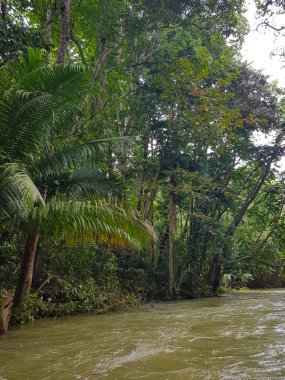 Jamaika, orman, orman ve nehir şaşırtıcı doğa