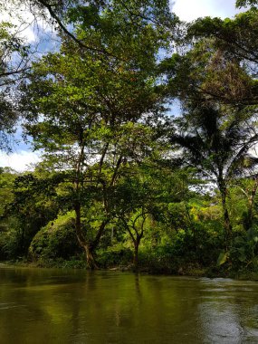 Jamaika, orman, orman ve nehir şaşırtıcı doğa