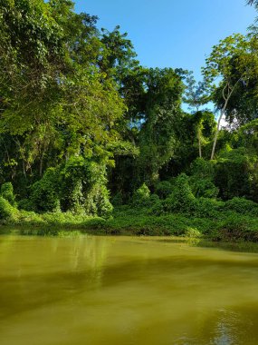 Jamaika, orman, orman ve nehir şaşırtıcı doğa