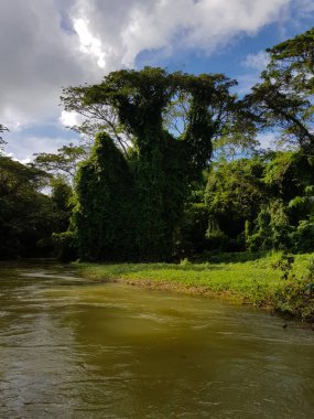 Jamaika, orman, orman ve nehir şaşırtıcı doğa