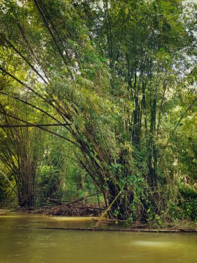Jamaika, orman, orman ve nehir şaşırtıcı doğa