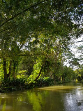 Jamaika, orman, orman ve nehir şaşırtıcı doğa