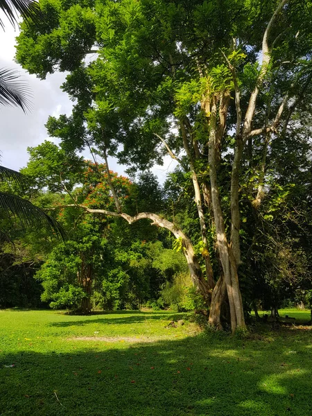 Die Erstaunliche Natur Von Jamaica Der Wald Der Dschungel Und — Stockfoto