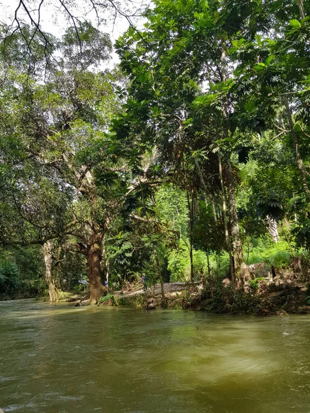 Natureza Incrível Jamaica Floresta Selva Rio — Fotografia de Stock