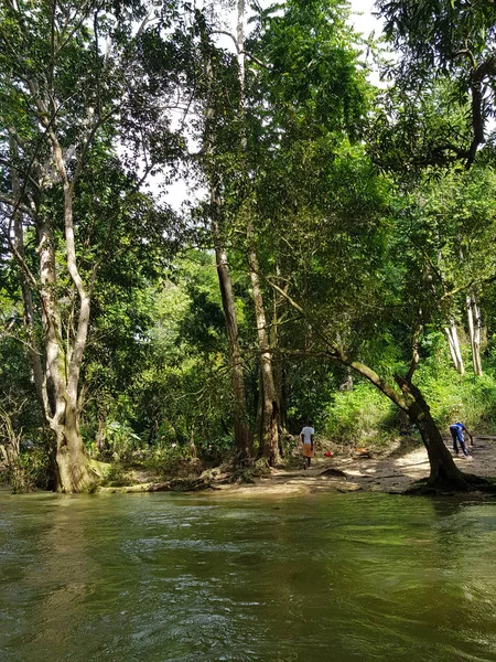 Increíble Naturaleza Jamaica Bosque Selva Río —  Fotos de Stock