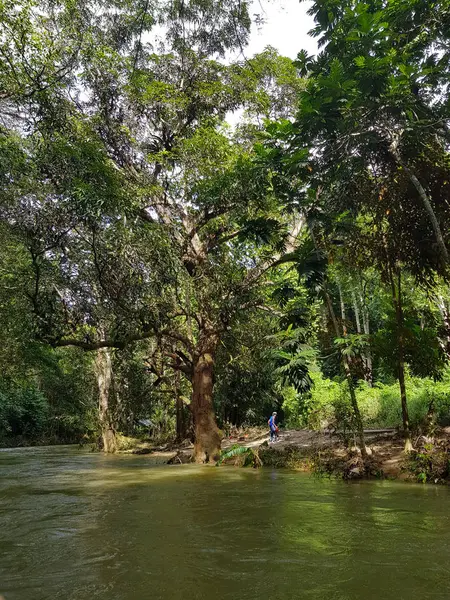 Natureza Incrível Jamaica Floresta Selva Rio — Fotografia de Stock