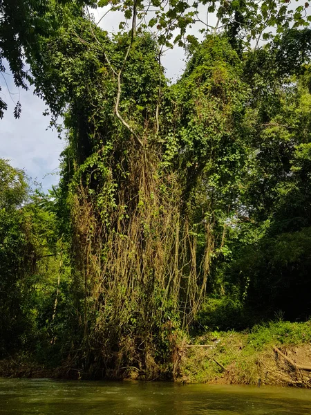 Increíble Naturaleza Jamaica Bosque Selva Río —  Fotos de Stock