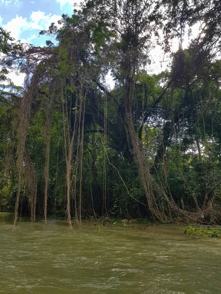 Дивовижна Природа Ямайка Ліс Джунглі Річку — стокове фото