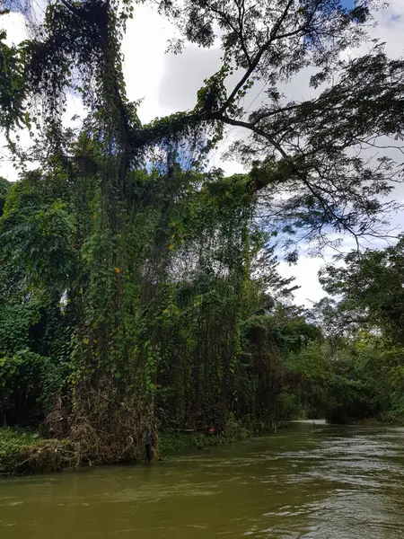 Increíble Naturaleza Jamaica Bosque Selva Río —  Fotos de Stock