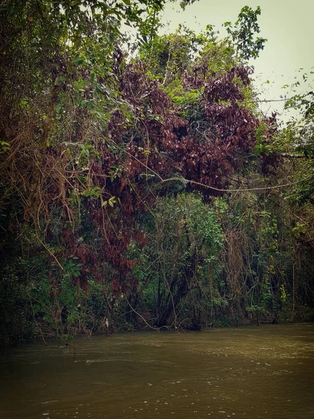 Καταπληκτική Φύση Της Τζαμάικα Δάσος Ζούγκλα Και Ποτάμι — Φωτογραφία Αρχείου
