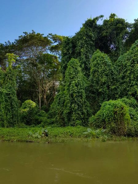 Increíble Naturaleza Jamaica Bosque Selva Río —  Fotos de Stock