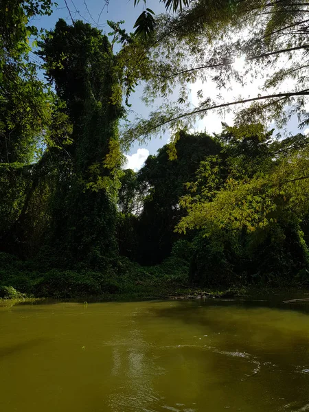 Increíble Naturaleza Jamaica Bosque Selva Río —  Fotos de Stock