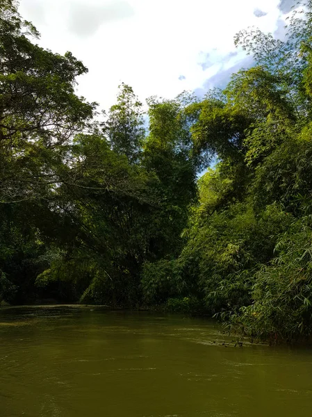 Den Fantastiska Naturen Jamaica Skogen Djungeln Och Floden — Stockfoto