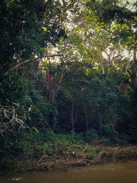 Дивовижна Природа Ямайка Ліс Джунглі Річку — стокове фото