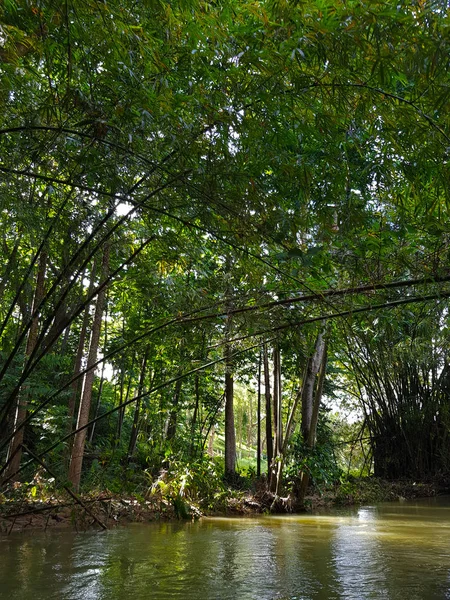 Increíble Naturaleza Jamaica Bosque Selva Río —  Fotos de Stock