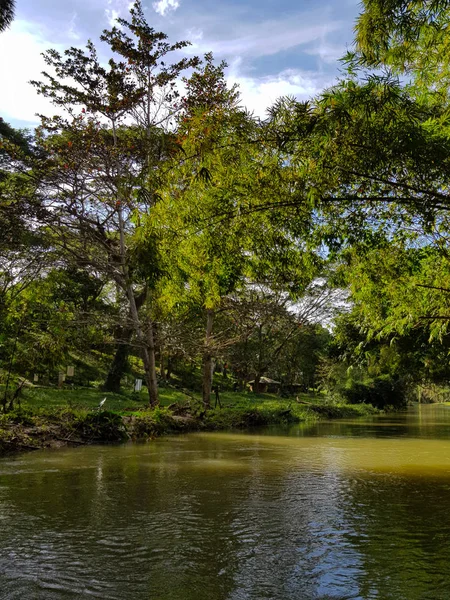 Удивительная Природа Ямайки Лес Джунгли Река — стоковое фото