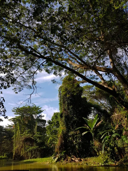 Increíble Naturaleza Jamaica Bosque Selva Río —  Fotos de Stock