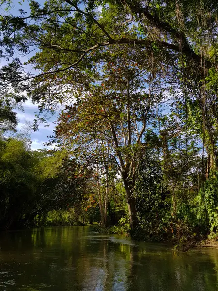 Natureza Incrível Jamaica Floresta Selva Rio — Fotografia de Stock