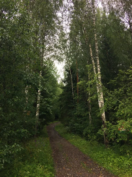Orman Ağaçları Yeşil Yeşillik Rusya Nın Doğal Yerler — Stok fotoğraf