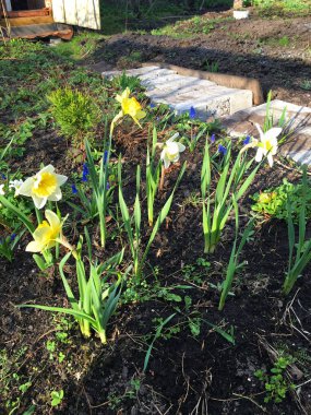 Yazlık evler ve alanda büyümek çeşitli çiçekler