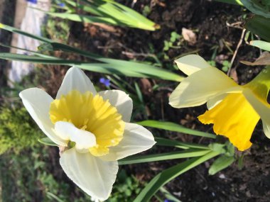 Yazlık evler ve alanda büyümek çeşitli çiçekler