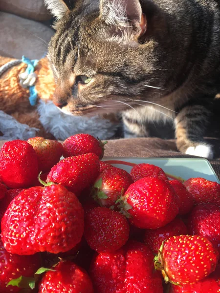 bir plaka üzerinde kırmızı olgun çilek