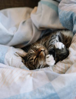 Kedi battaniyeye sarılı olarak yatakta yatıyor.