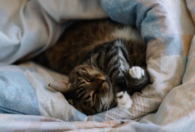 Kedi battaniyeye sarılı olarak yatakta yatıyor.