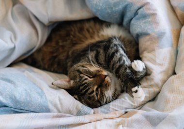 Kedi battaniyeye sarılı olarak yatakta yatıyor.