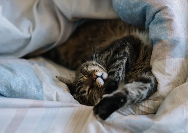 Gato Está Deitado Cama Envolto Cobertor — Fotografia de Stock